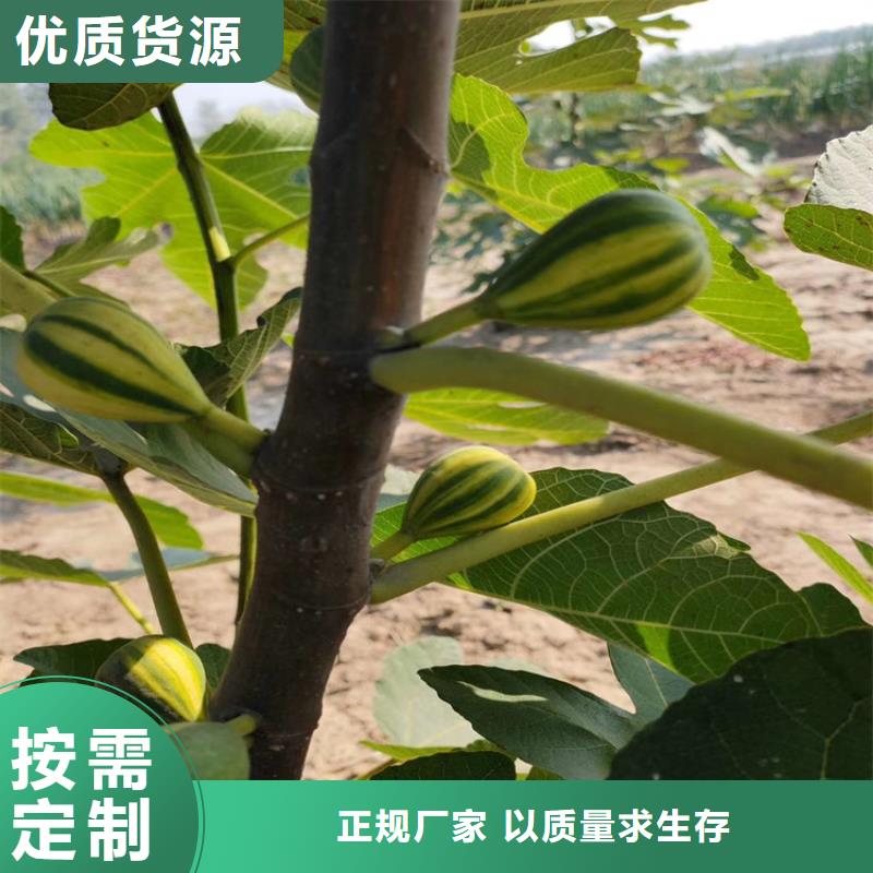 无花果,板栗苗好品质售后无忧厂家经验丰富