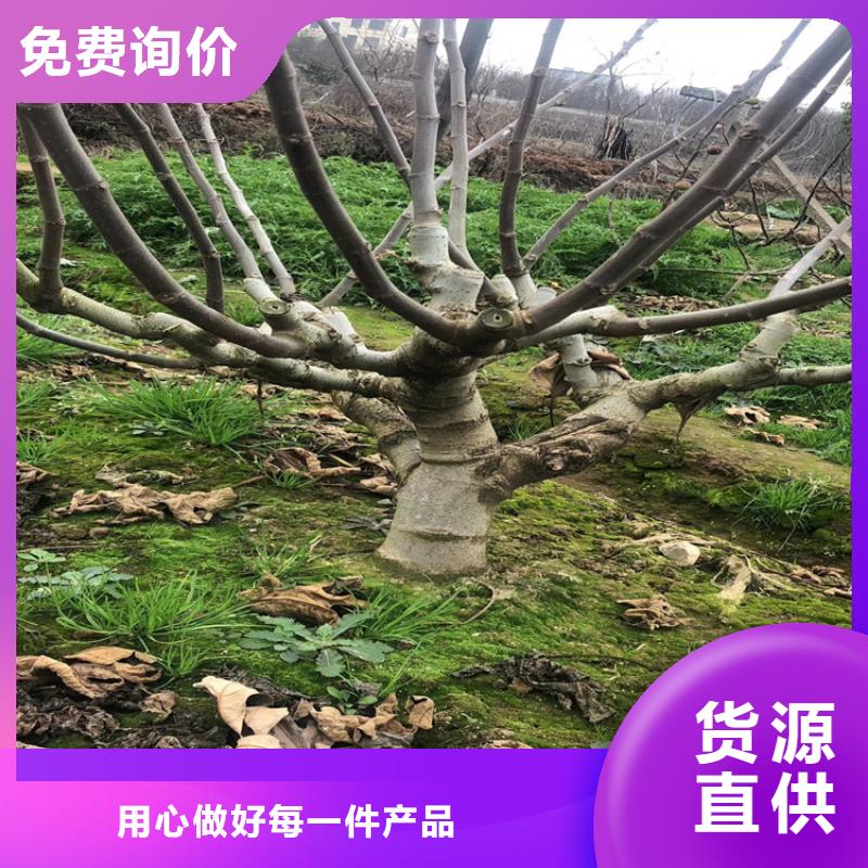 无花果蓝莓苗物流配货上门本地品牌