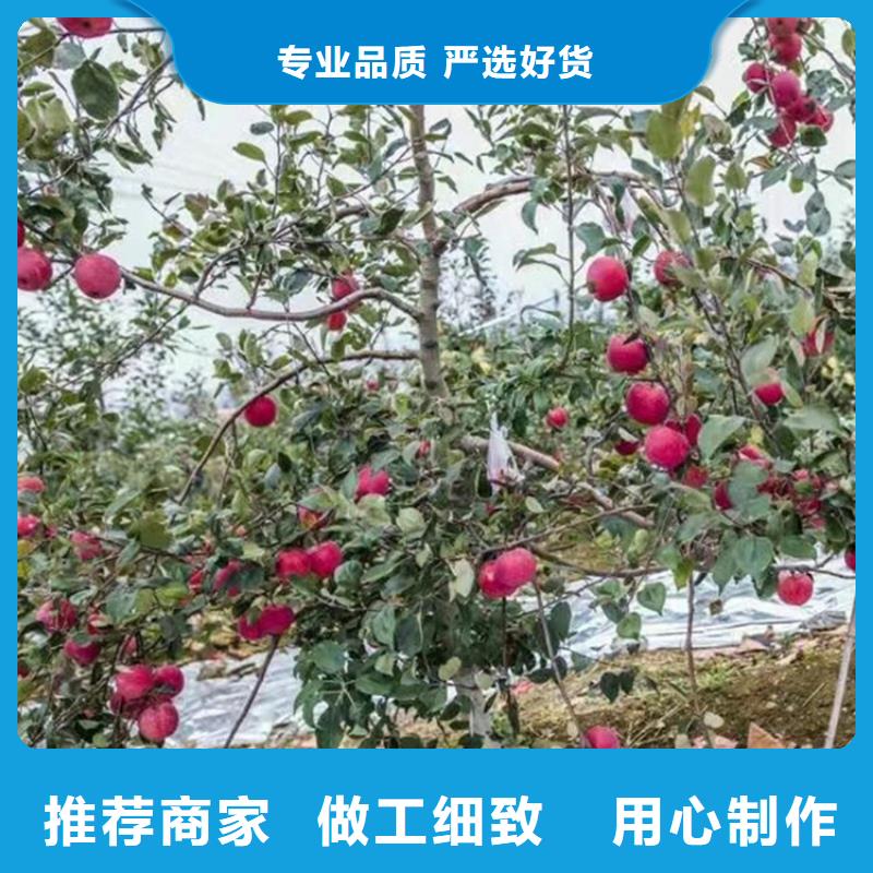 苹果,苹果苗质检合格发货诚信商家