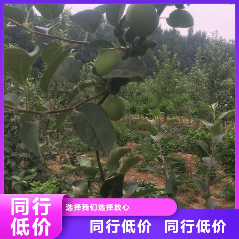 苹果-【嘎啦苹果】让客户买的放心批发商