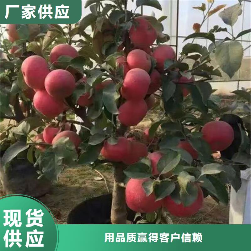 苹果杏树苗今日新品值得信赖