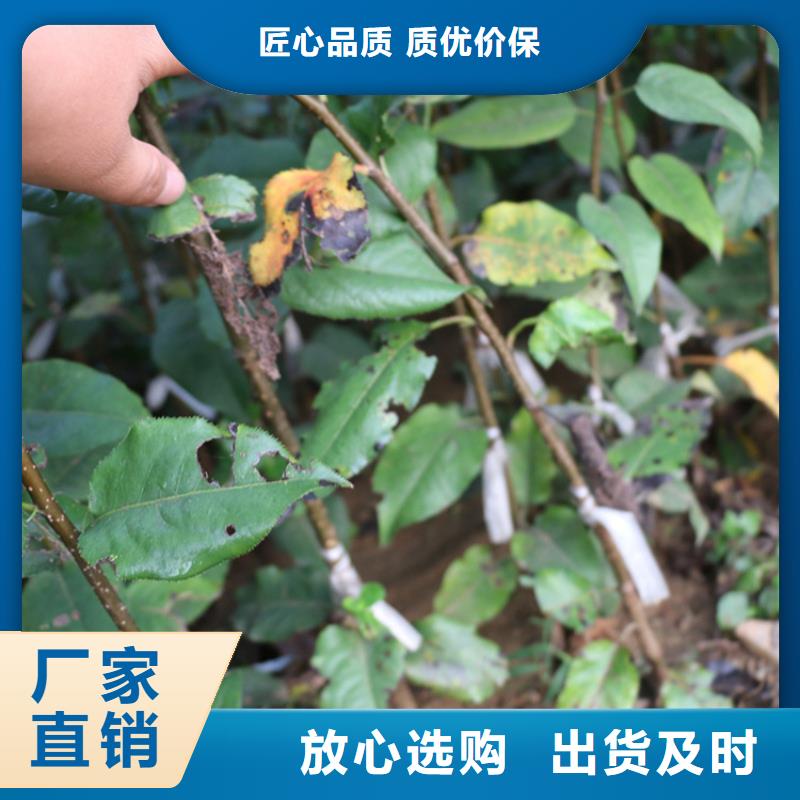 秦脆苹果苗多少钱一棵/轩园园艺场精工制作
