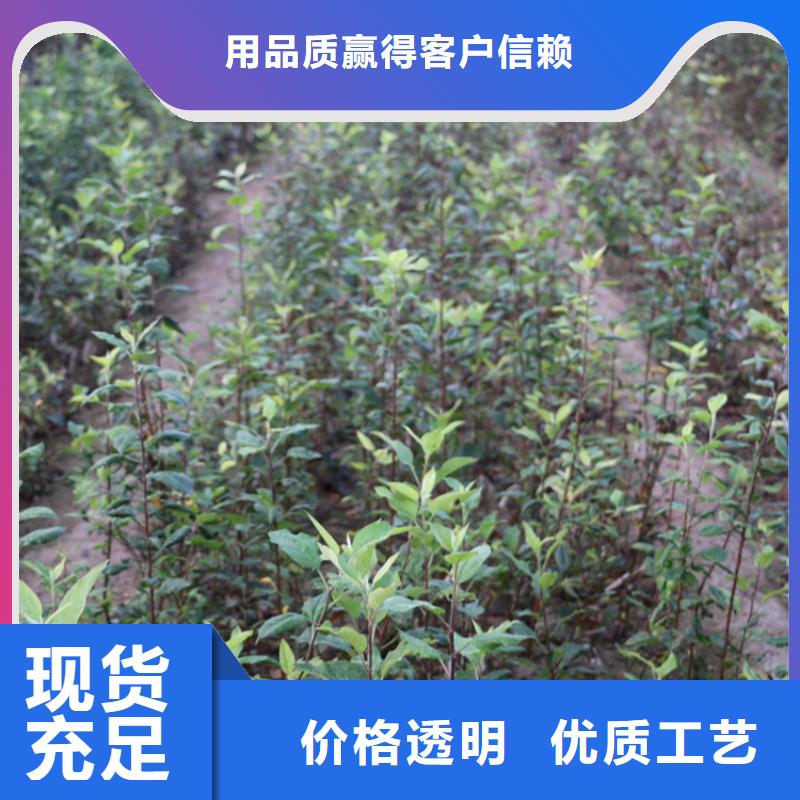 苹果-苹果苗品质服务一手货源