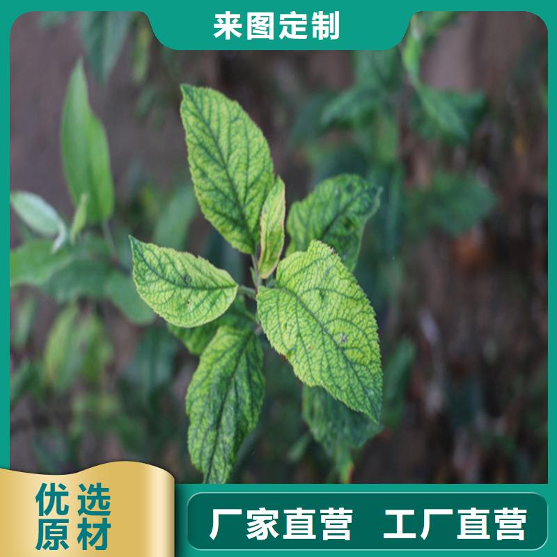 苹果樱桃苗好产品不怕比采购