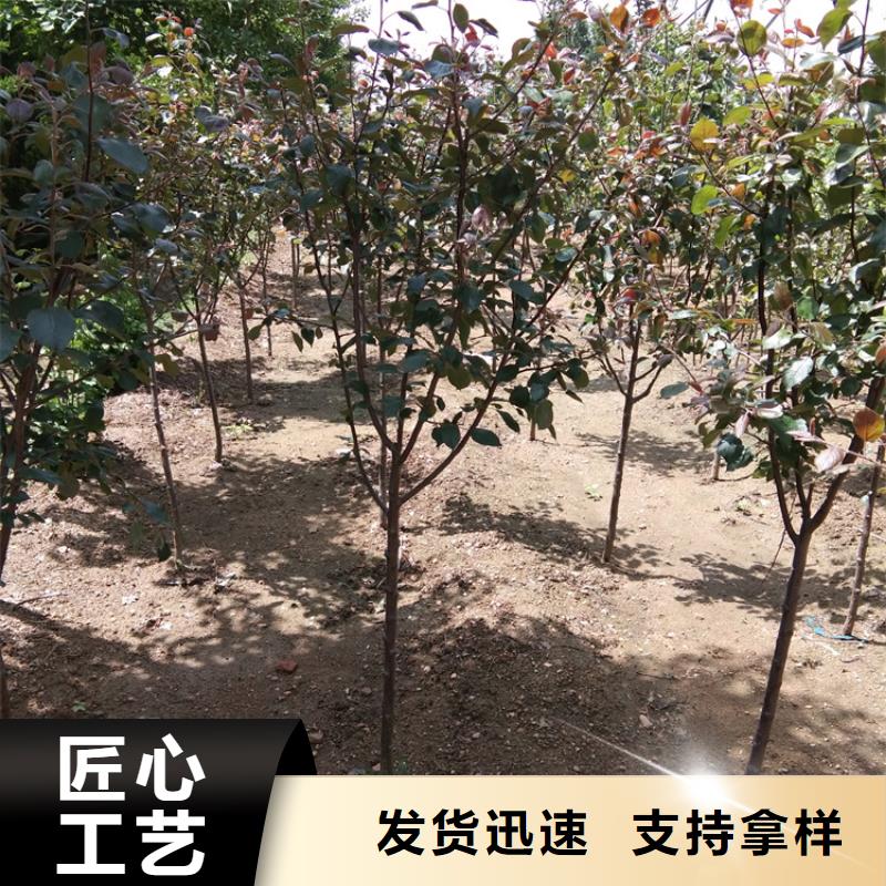 【苹果蓝莓苗实体厂家】现货批发