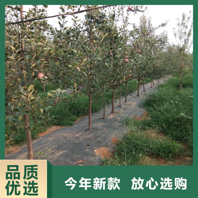 新品种苹果树苗基地直销同城生产厂家