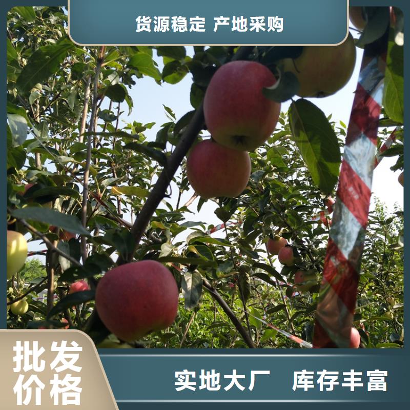 【苹果苹果苗客户满意度高】当地货源