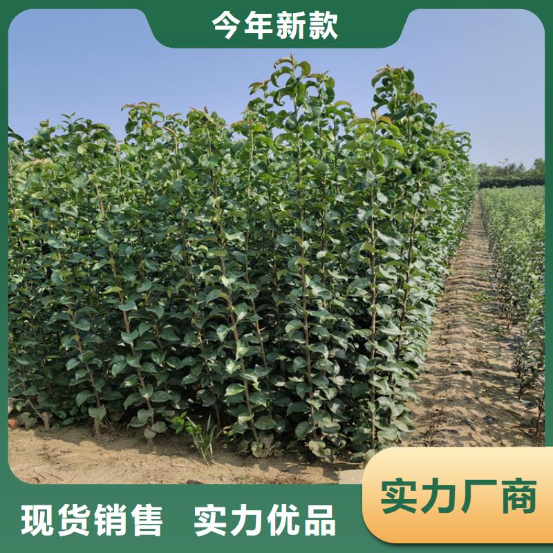 苹果-苹果苗精品优选本地生产厂家