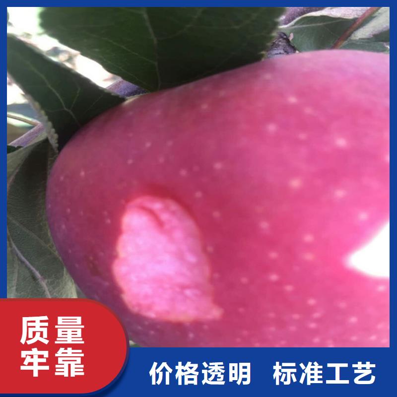 【苹果】苹果苗免费获取报价免费寄样