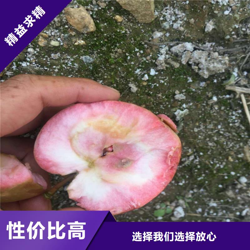 苹果板栗苗真诚合作多年厂家可靠