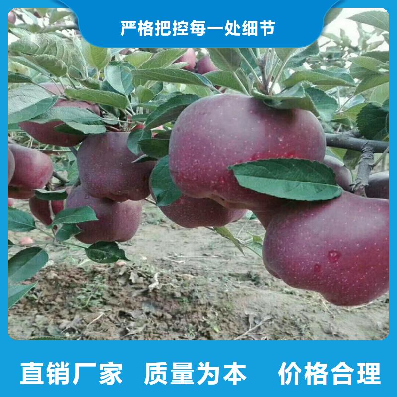 苹果苹果苗优选厂商多种规格库存充足