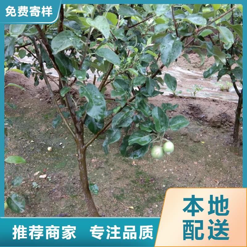 【苹果【猕猴桃苗】多种工艺】专业生产团队