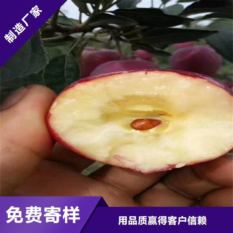 苹果-樱桃苗专注产品质量与服务当日价格