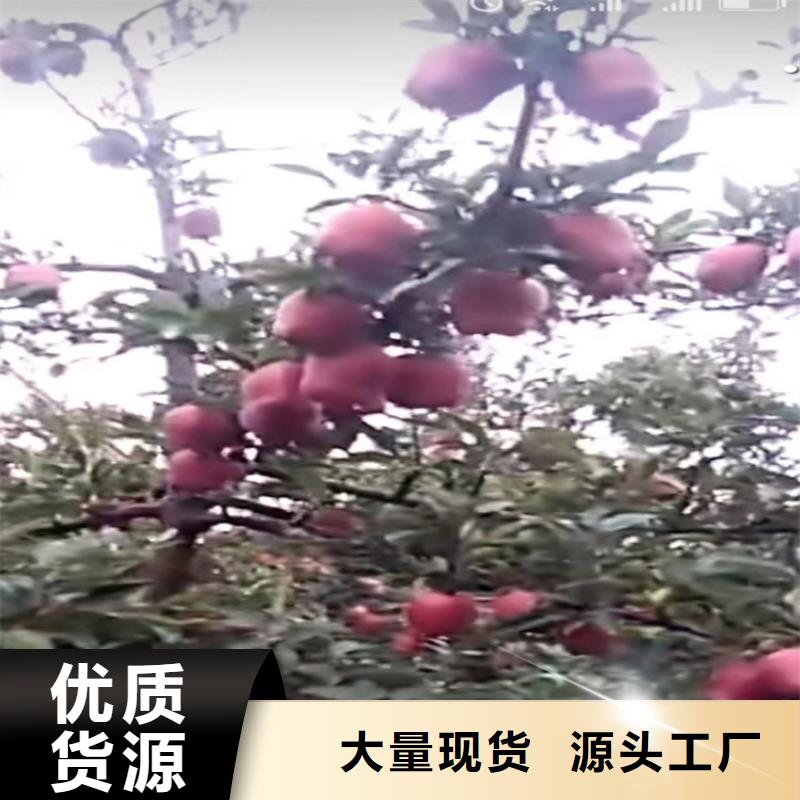 嫁接苹果树苗根系发达本地公司