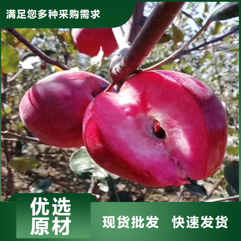 【苹果樱桃苗定制零售批发】本地生产商
