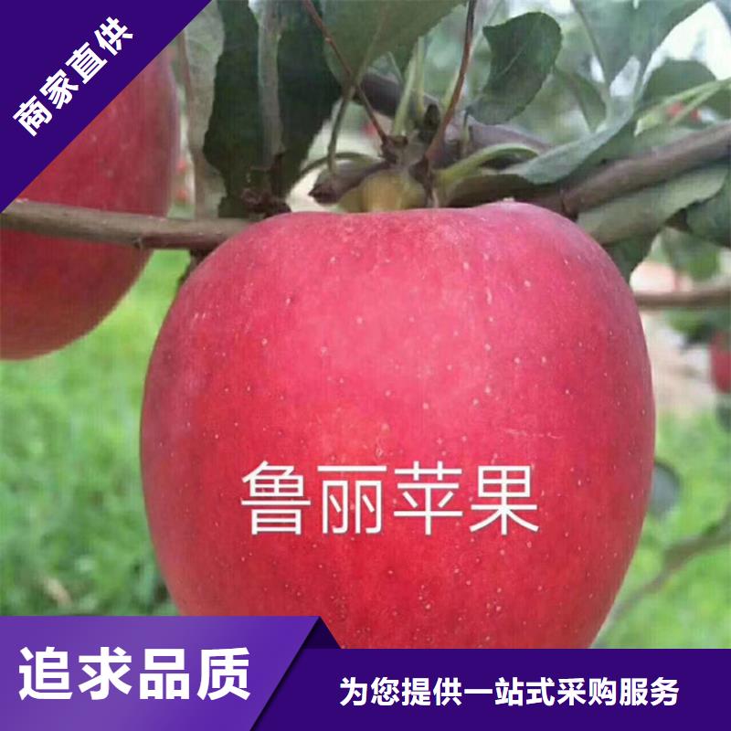 苹果樱桃苗颜色尺寸款式定制款式新颖