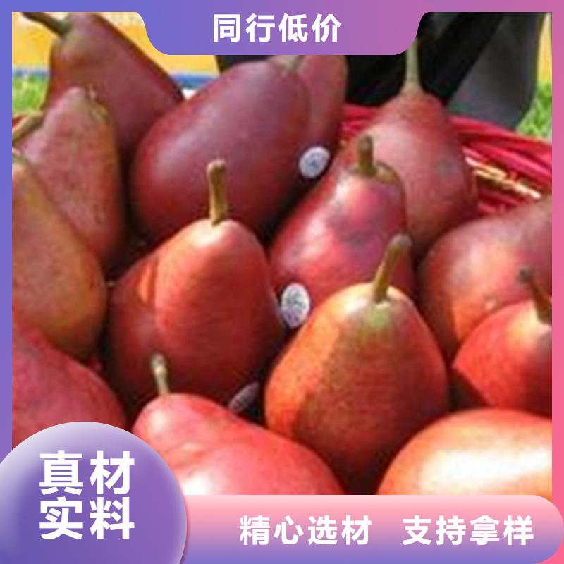 三红梨树苗全国发货当地厂家