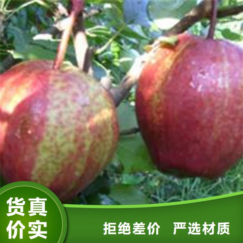 红梨树苗批发价格工艺层层把关