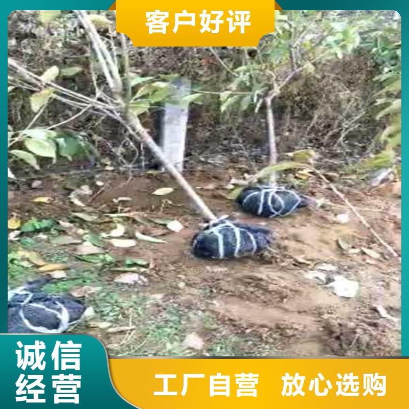 梨树樱桃苗实力公司同城货源