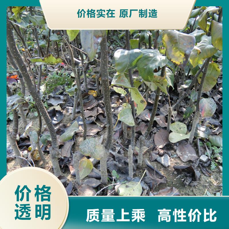 早酥红梨苗质优价廉服务至上