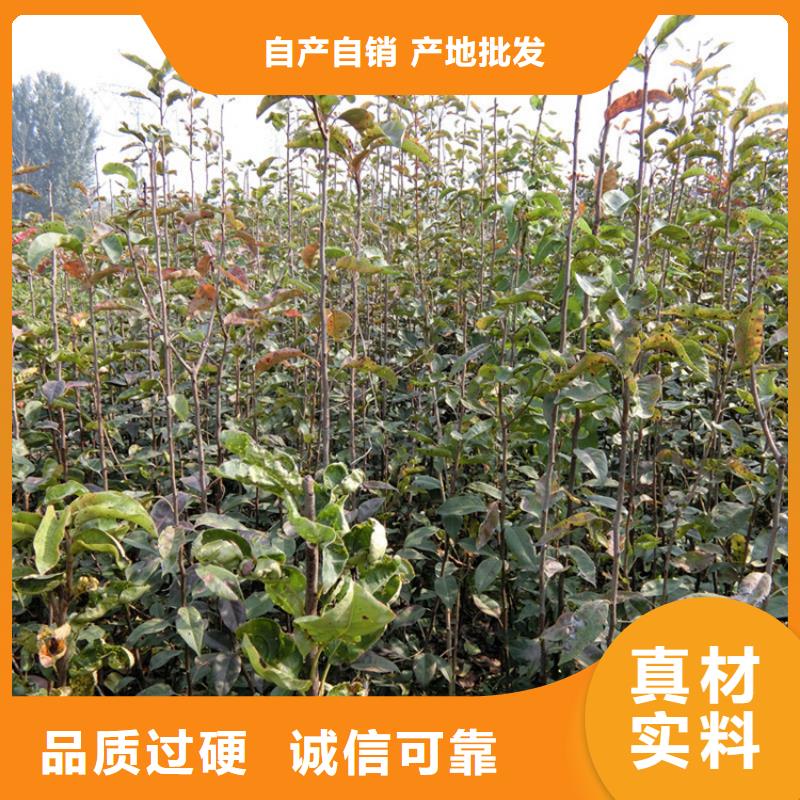 红梨树苗什么时间移栽本地服务商