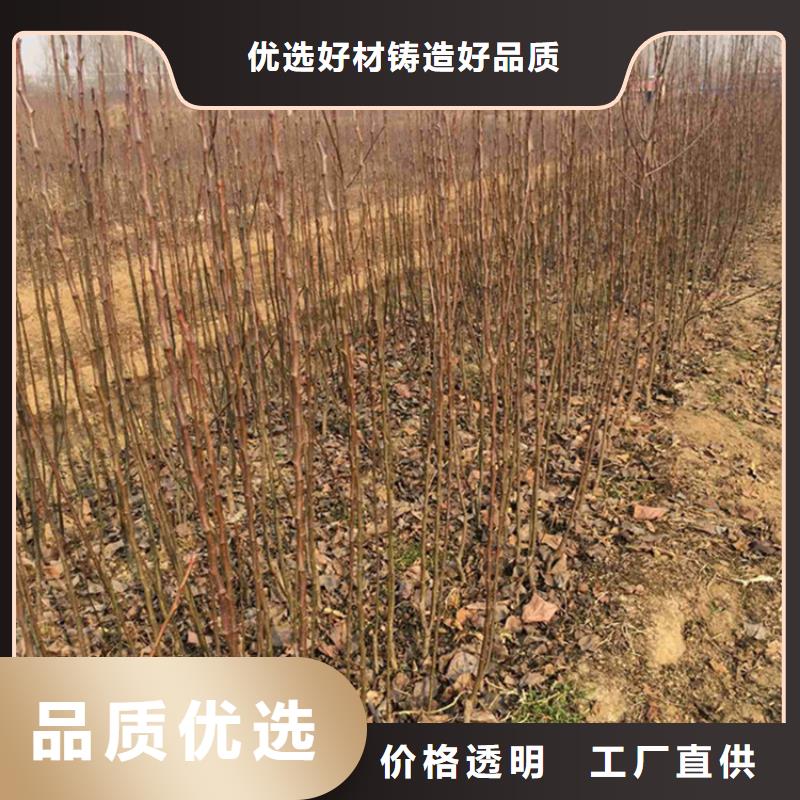 梨树樱桃苗低价货源同城制造商