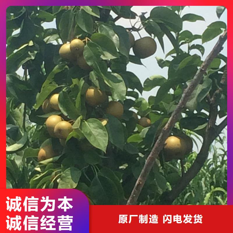 早酥红梨苗适合种植地区层层质检