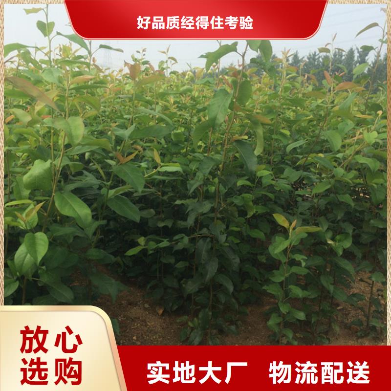 红梨树苗量大从优品质卓越
