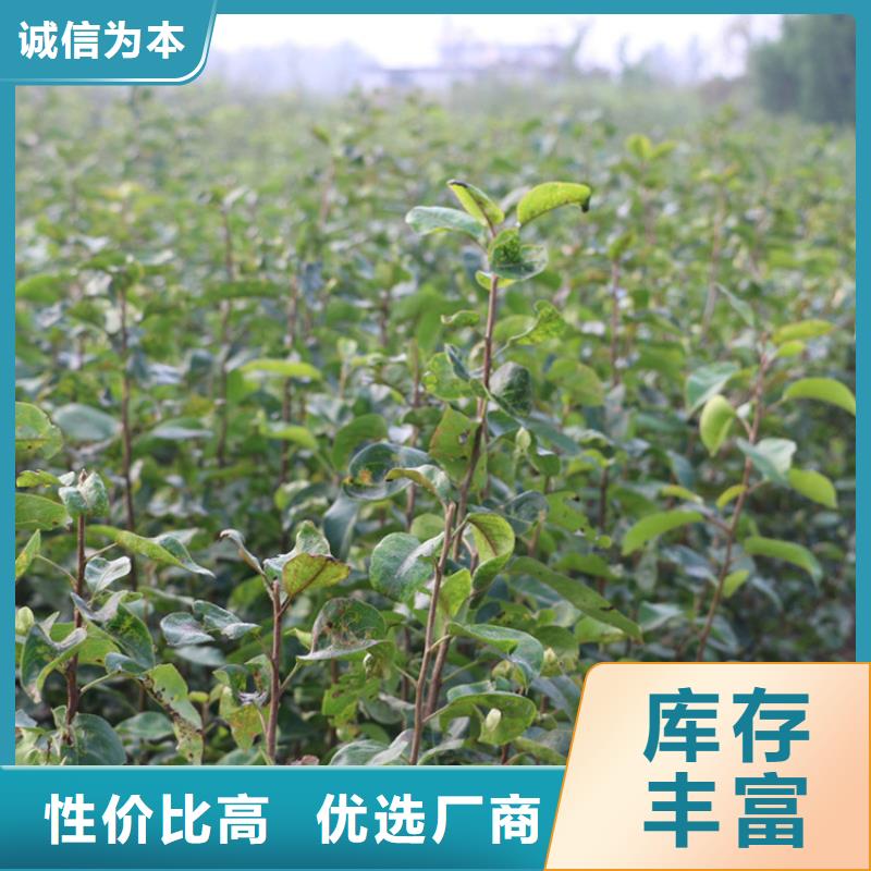 早酥红梨苗批发价格工厂现货供应