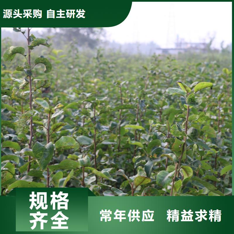 红梨苗一亩地多少棵敢与同行比价格