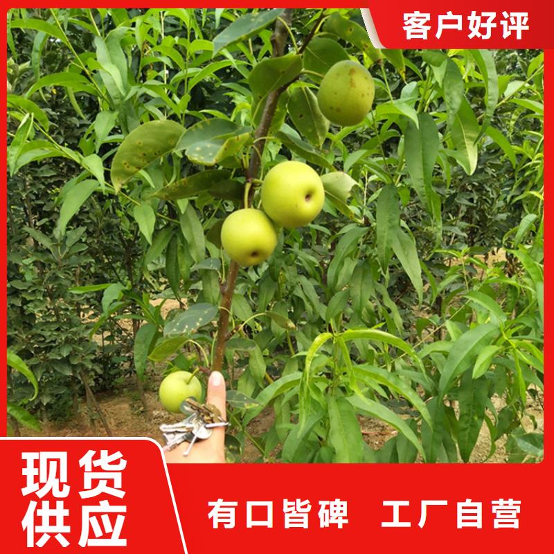 红梨树苗批发本地厂家