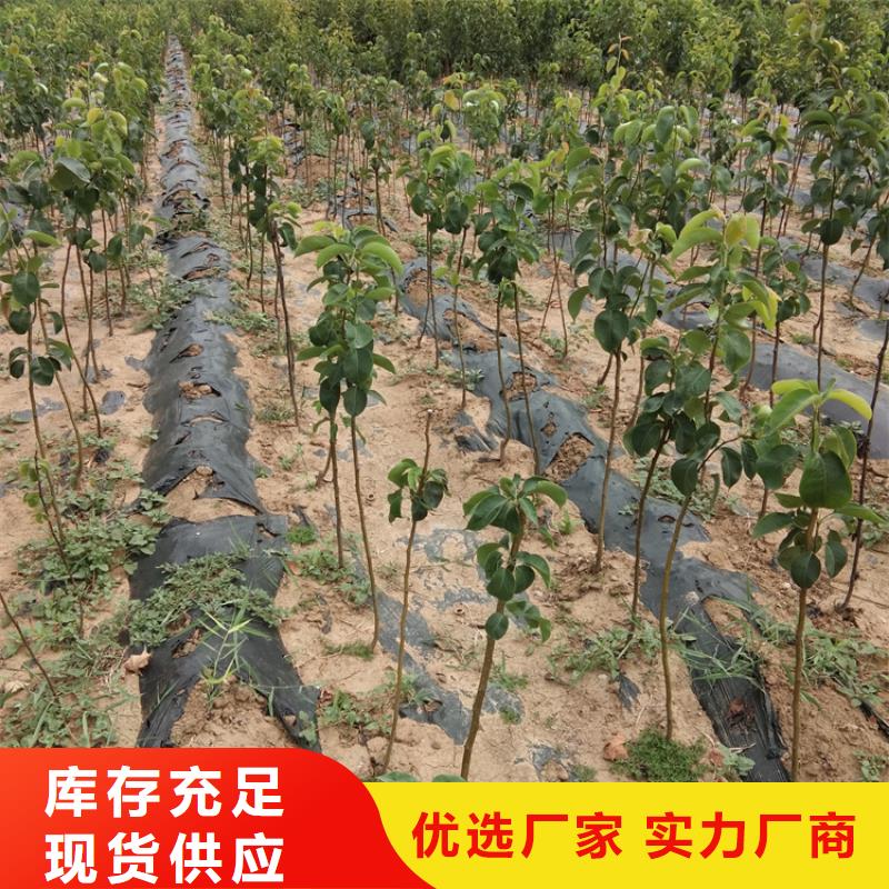 梨树-【樱桃苗】符合标准为品质而生产