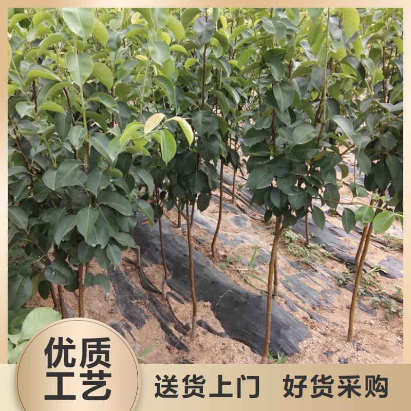 彩虹梨树苗一亩地栽多少棵厂家货源