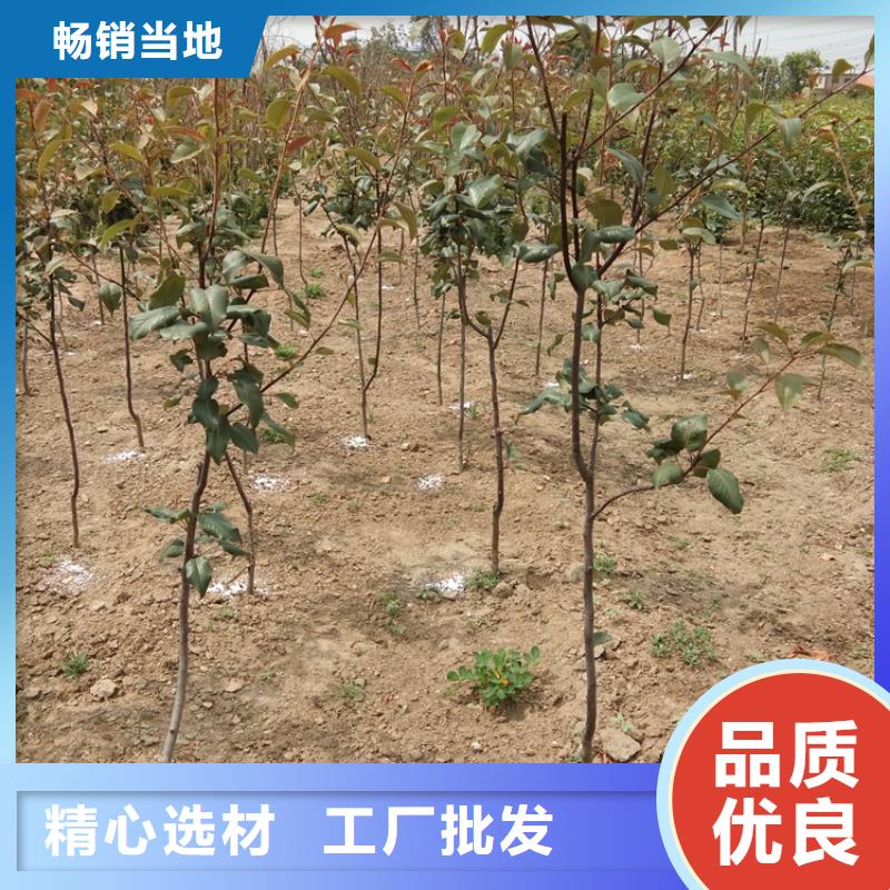 梨树嘎啦苹果贴心服务本地公司