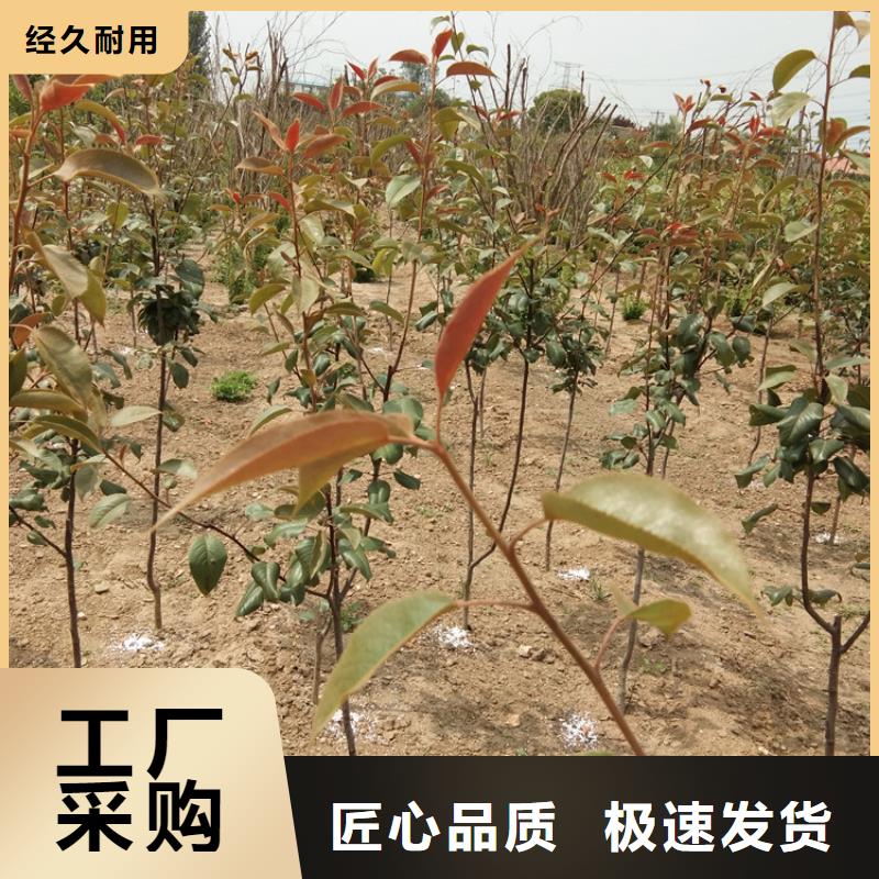 梨树【蓝莓苗】全品类现货本地品牌