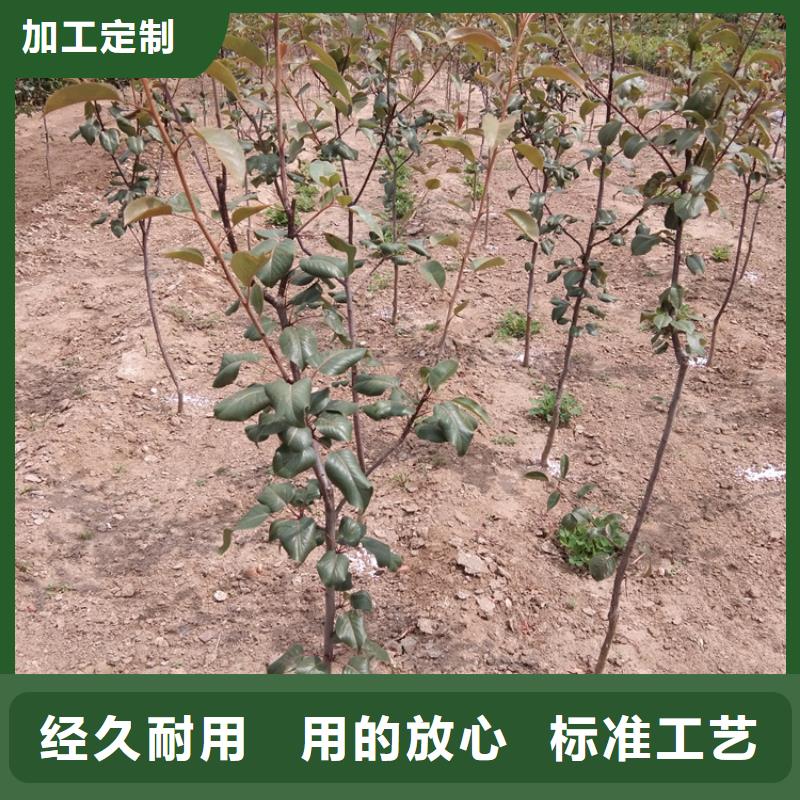 梨树樱桃苗经销商常年出售