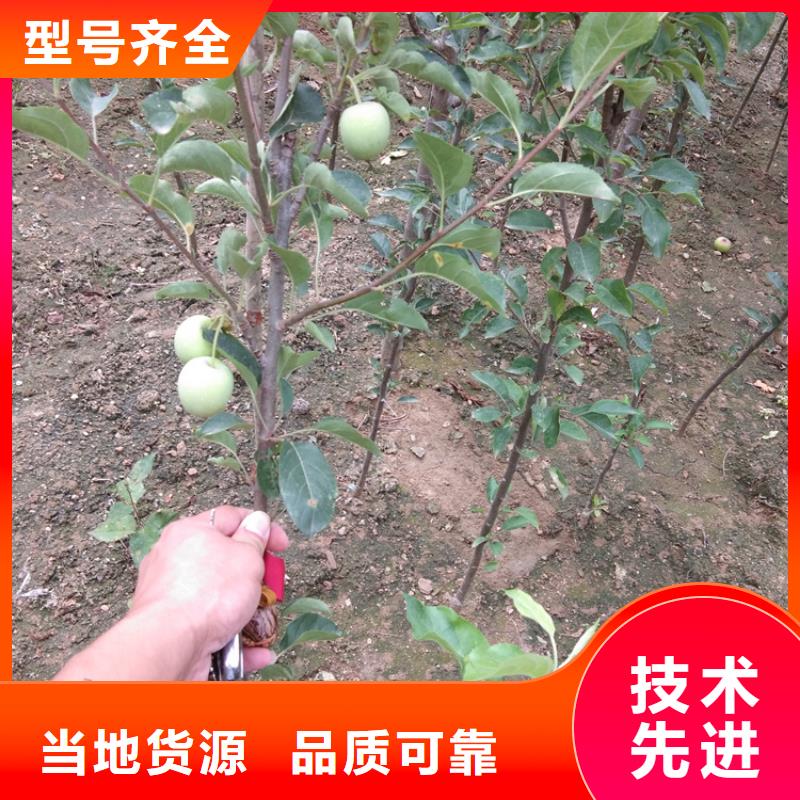 彩虹梨树苗一亩地栽多少棵厂家批发价