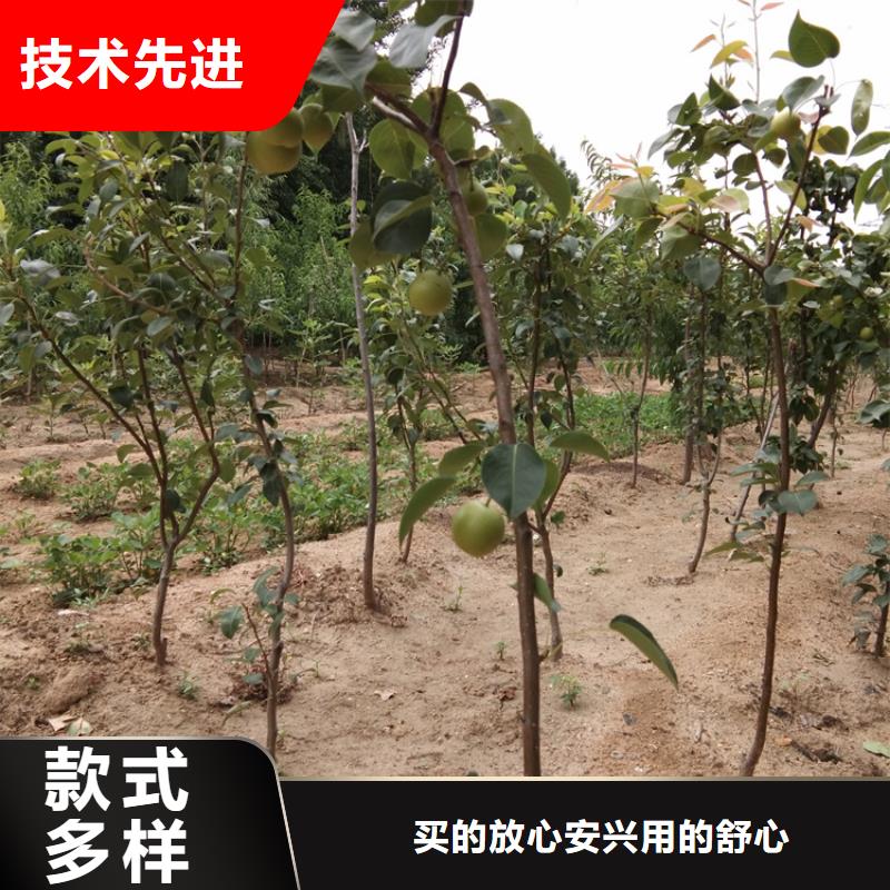 梨树【红石榴苗基地】源头厂家经验丰富同城供应商