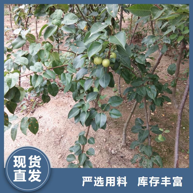【梨树】,桃树苗用心服务源厂直接供货