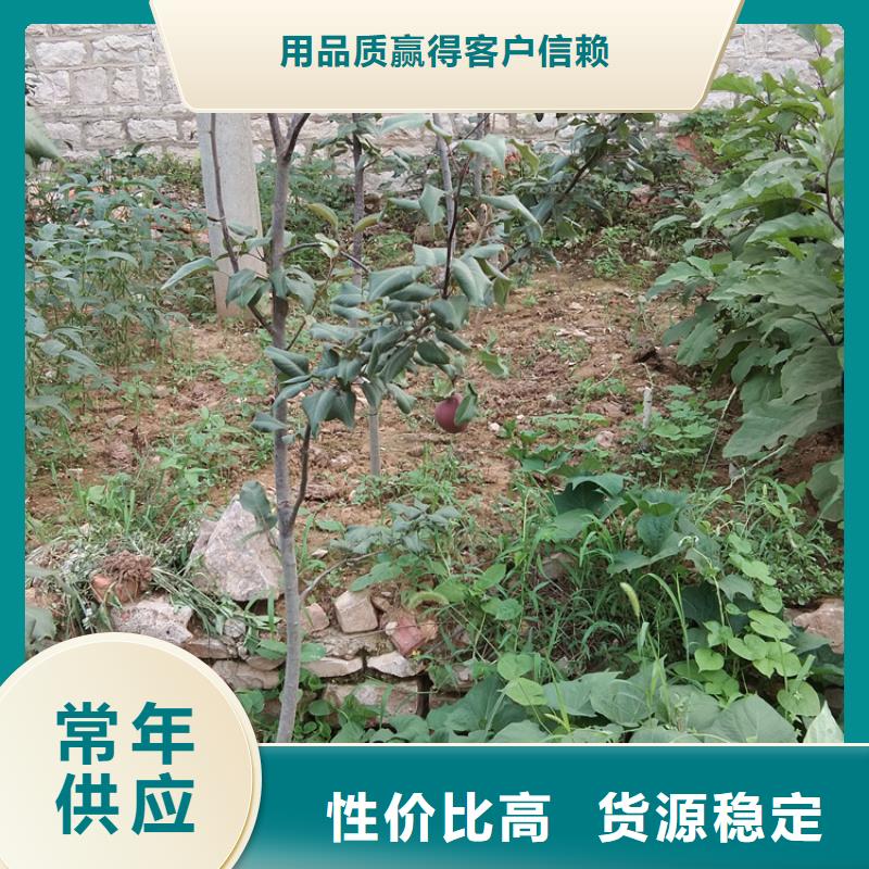 考密斯梨树苗当年结果树/轩园园艺场真正让利给买家