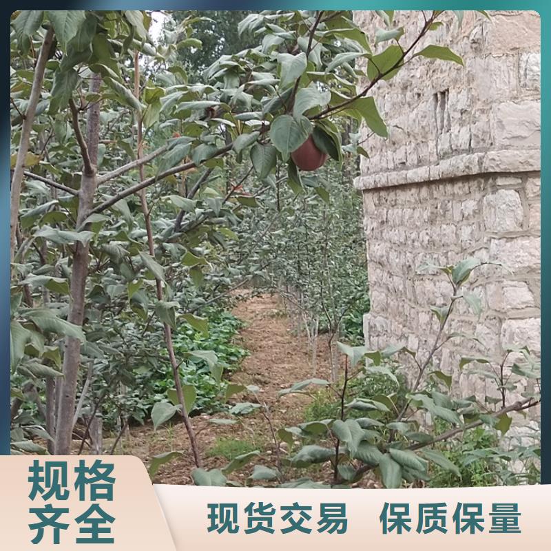 梨树3公分软籽石榴苗质量优价格低用心做产品
