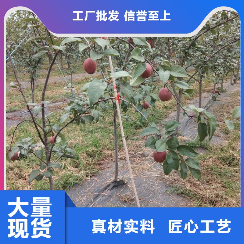 早酥红梨苗价格同城制造商