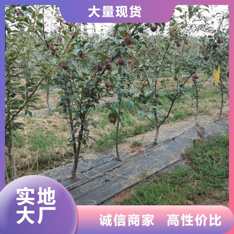红梨苗成活率高支持加工定制