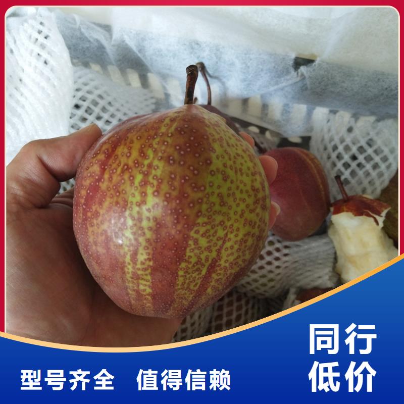 早酥红梨苗根系发达同城生产商