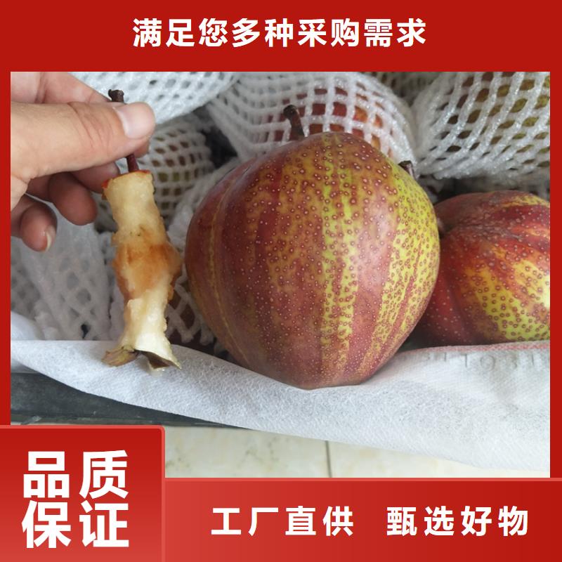 彩虹梨树苗适合种植地区定制批发