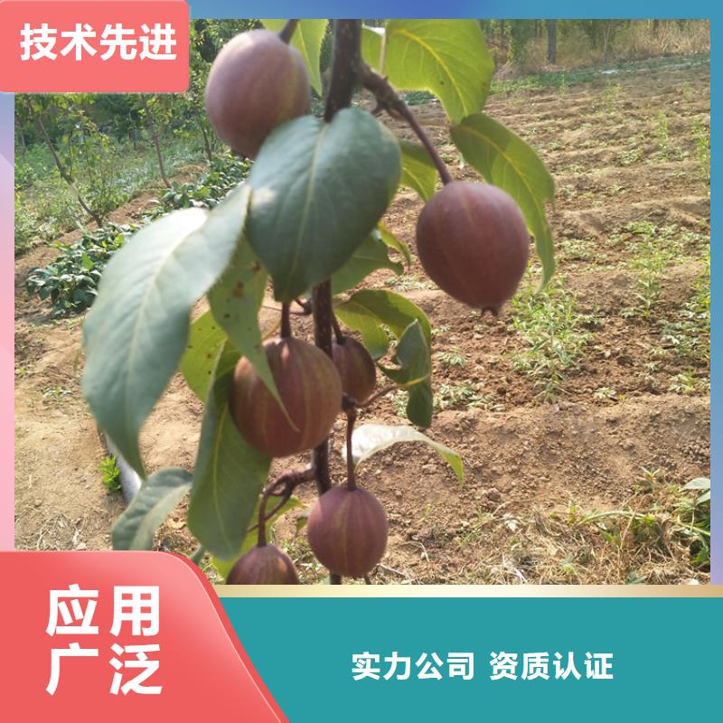 梨树,樱桃苗一对一为您服务详细参数