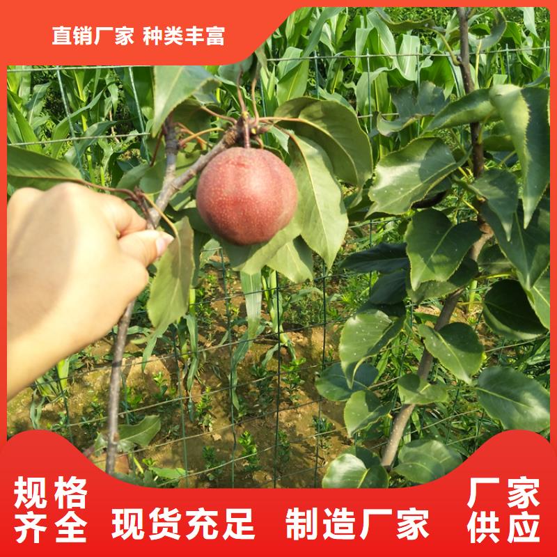 三红梨树苗多少钱一棵当地厂家值得信赖
