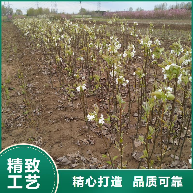 梨树樱桃苗品质做服务一手价格