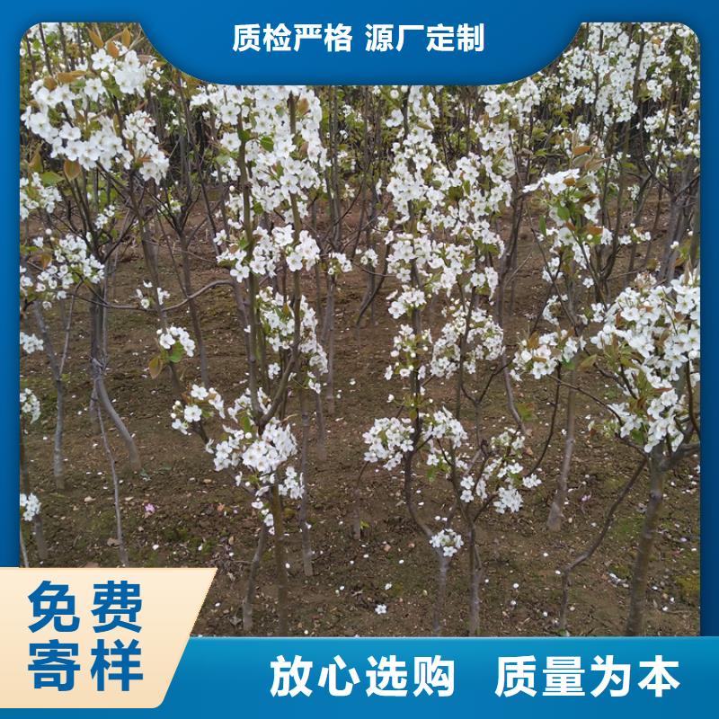 红梨树苗露天种植定制销售售后为一体