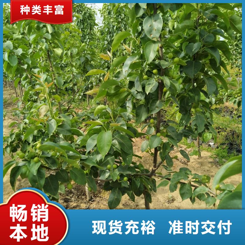 梨树花椒苗质保一年的图文介绍